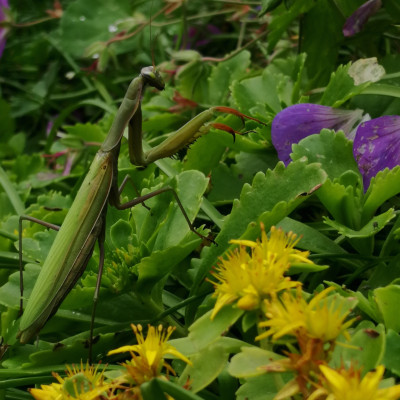 Im Garten Im Garten
